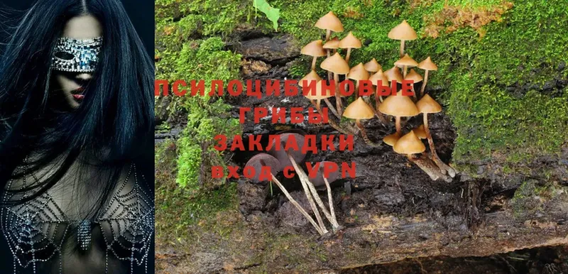 Галлюциногенные грибы Psilocybine cubensis  Новое Девяткино 